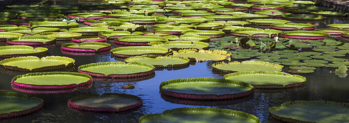 Nenuphars Victoria Amazonia in Pamplemousses gardens, Mauritius