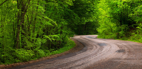 Fototapeta premium Road in summer forest.