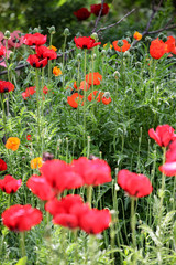 Obraz premium Poppies in the field