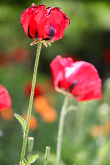 Poppies in the field