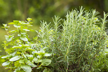 Obraz premium herbs in a garden