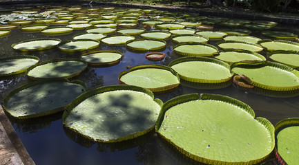 Nenuphars Victoria Amazonia in Pamplemousses gardens, Mauritius