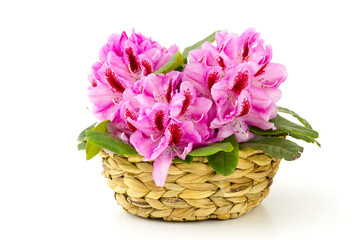 rhododendron in a basket