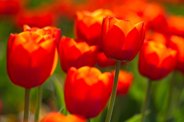 Fototapeta premium blooming tulips