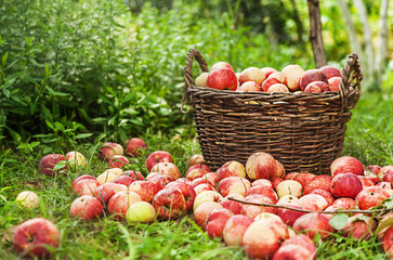 
Large wooden picture filled the brim with apples