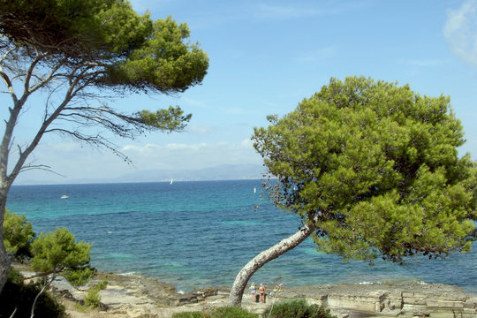 Krumme Pinien an Felsk&uuml;ste