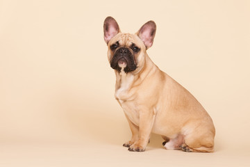 French bulldog