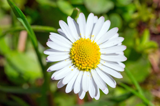 Daisy flowers in the spring grass
