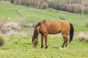 Obraz premium Horse