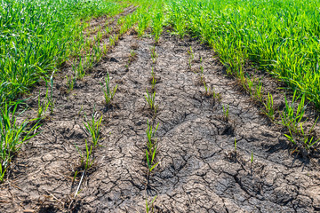 green sprouts in a field