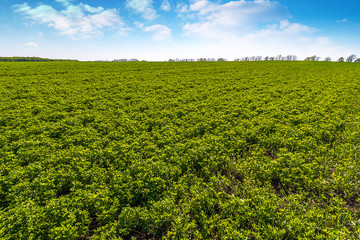 Fototapeta na wymiar landscape with rows on clover field, sunny day