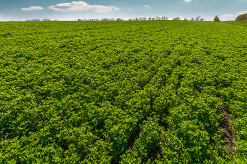 landscape with rows on clover field, sunny day
