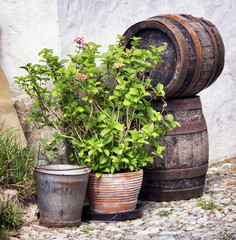 old wooden wine cask © fottoo