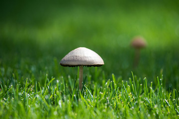 Fungo prataiolo bianco in un prato verde