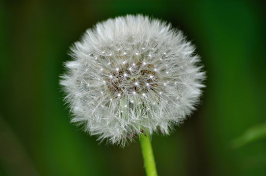 Fototapeta dandelion