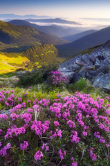 Panele Szklane Podświetlane  Kwiaty polne w górach