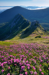 Fototapeta na wymiar Łąka, kwiaty w górach