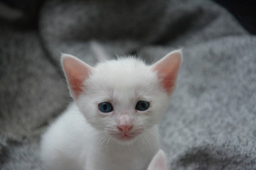 white thai kitten ,thai cat