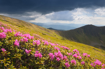 Fototapeta premium Flowers in the mountains