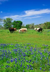 Fotobehang Meadow filled with bluebonnets  near Brenham,Texas © Juancat