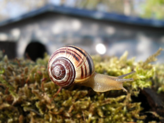 Schnecke auf Moos