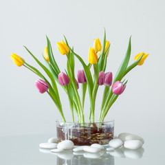 Fototapeta na wymiar Bouquet of Tulips