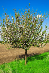 Fototapeta premium apple tree