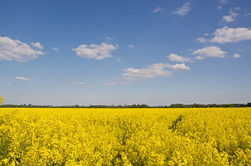 Fototapeta premium Rapsfeld im Frühling, Deutschland