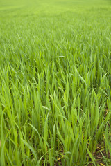 Obraz premium field of young wheat