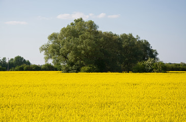 Rapsfeld im Frühling, Deutschland