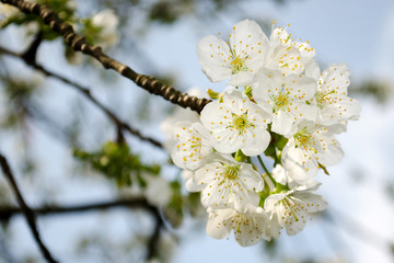 White cherry blossom