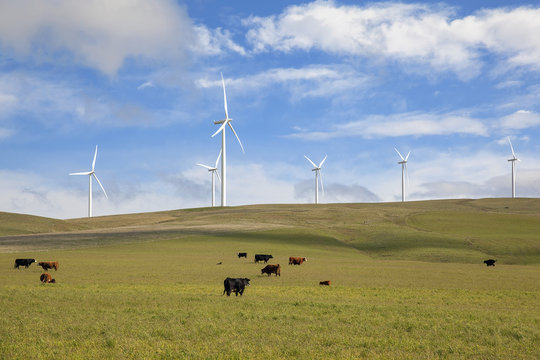 Wind Farm in Washington State