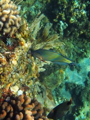 Sealife