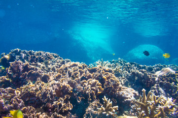 Fototapeta na wymiar Coral Reef Scene with Tropical Fish in sunlight
