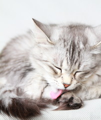 silver cat of siberian breed at three years,female adult