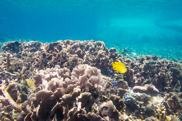 Fototapeta na wymiar Coral Reef Scene with Tropical Fish in sunlight