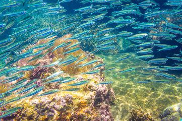 School of anchovy in a blue sea with coral reef