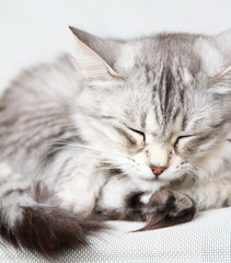 silver cat of siberian breed at three years,female adult