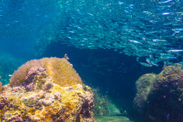School of anchovy in a blue sea with coral reef