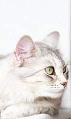 silver cat of siberian breed at three years,female adult