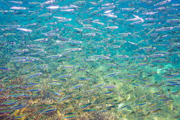Fototapeta na wymiar School of anchovy in a blue sea with coral