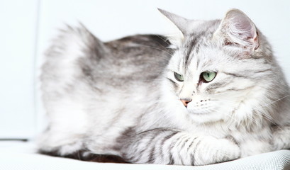 silver cat of siberian breed at three years,female adult