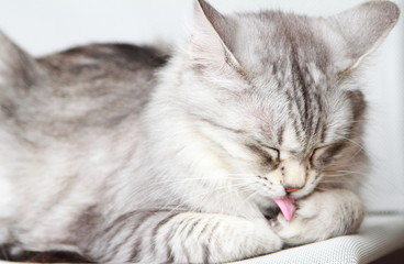 silver cat of siberian breed at three years,female adult