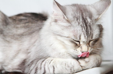 Naklejka na ściany i meble silver cat of siberian breed at three years,female adult