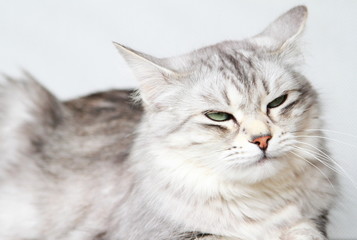 Naklejka na ściany i meble silver cat of siberian breed at three years,female adult