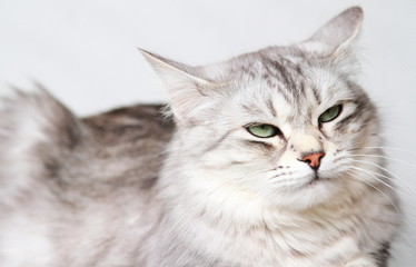silver cat of siberian breed at three years,female adult