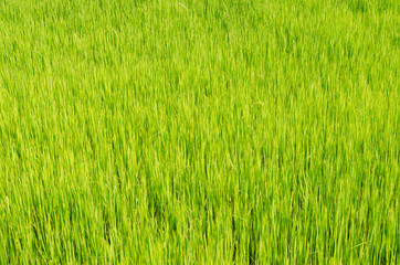 Rice field