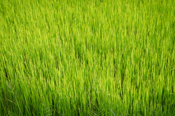 Green Rice Field in Thailand