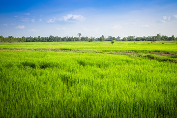Green Rice Field in Thailand