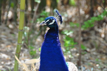 Fototapeta premium Peacock